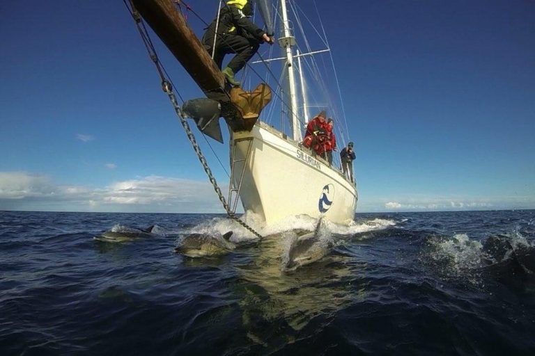 Hebridean Whale and Dolphin Trust - Discovery Centre