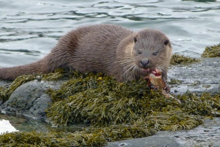 Mull Magic Wildlife Walks