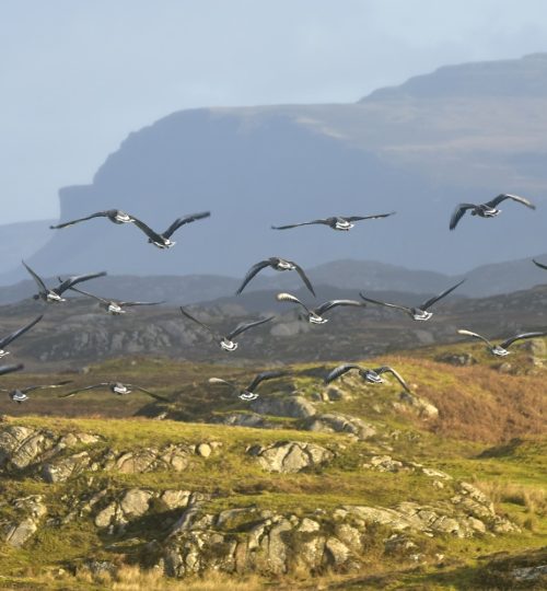 Wild Isles of Mull & Iona, geese flying across landscape at Fidden with Ardmeanach in distance